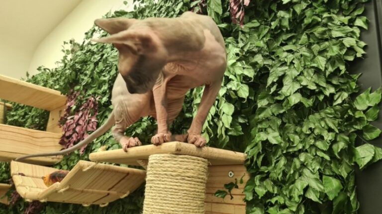 Cansei da Rotina – Árvore dentro do Apartamento